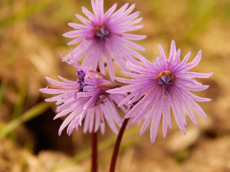 Soldanella alpina